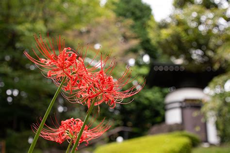 曼陀羅花彼岸花